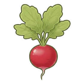 rabanito